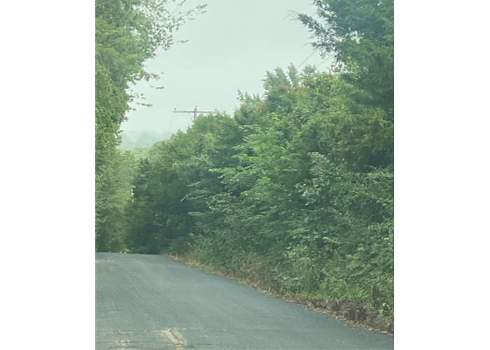 Roadway Trees